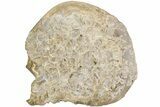 9.3" Fossil Clam (Inocerasmus) Shell - Smoky Hill Chalk, Kansas - #197346-1
